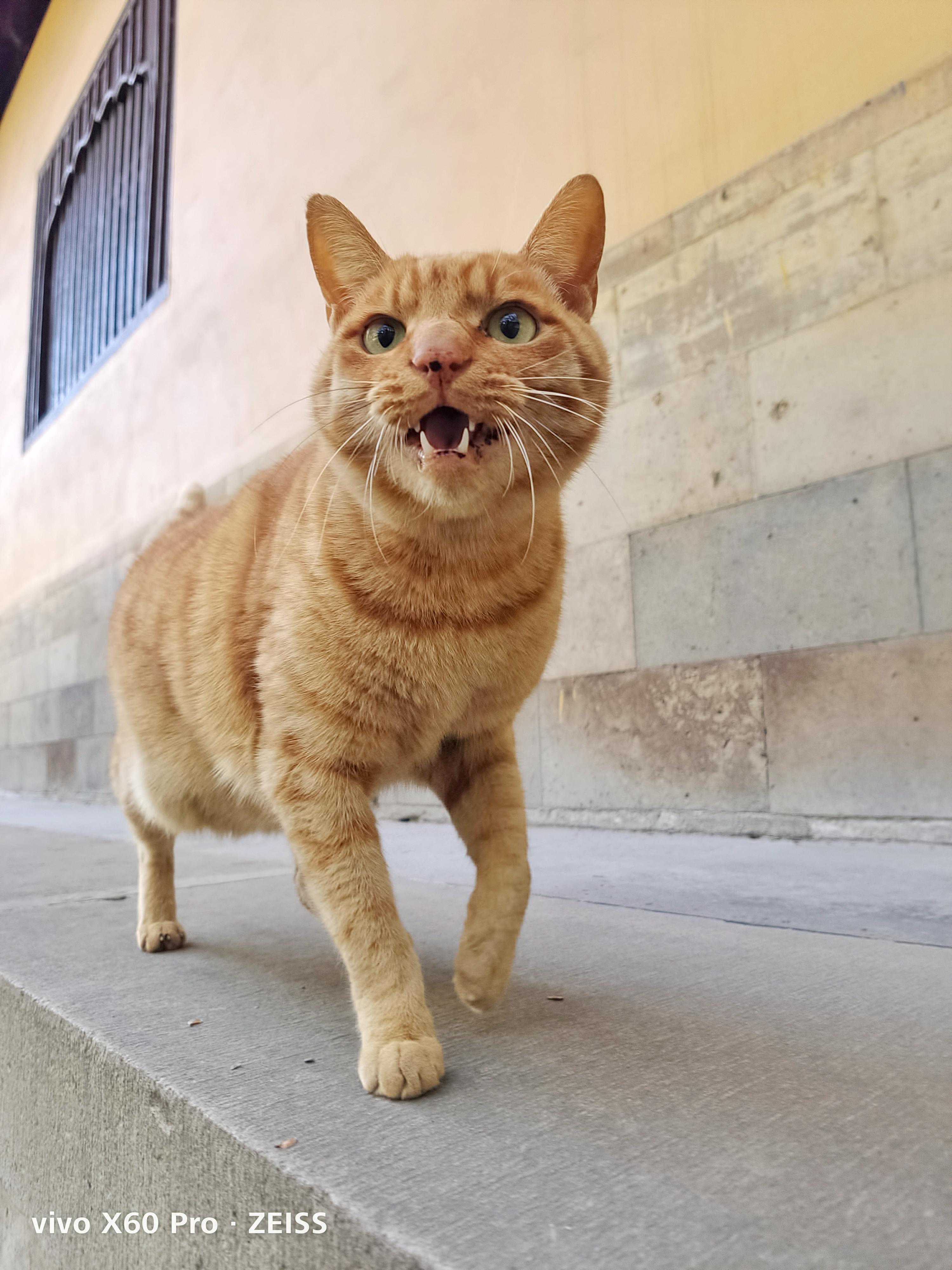 拍猫心得：又是一组可爱的猫片，如何用手机在苏州园林里给猫拍照