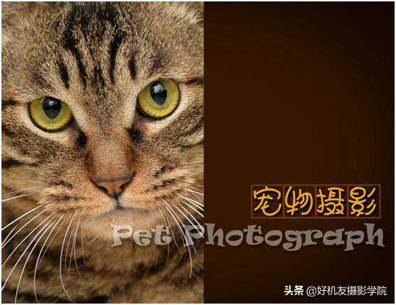 10年资深宠物摄影师传授拍摄经验，教你如何拍好宠物