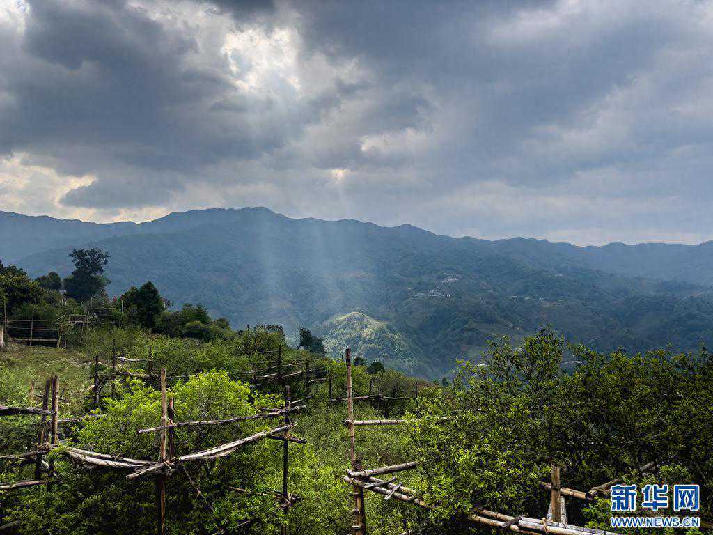 万千气象看云南｜延时摄影看“丁达尔效应”下的临沧茶山